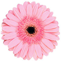 pink gerbera daisy